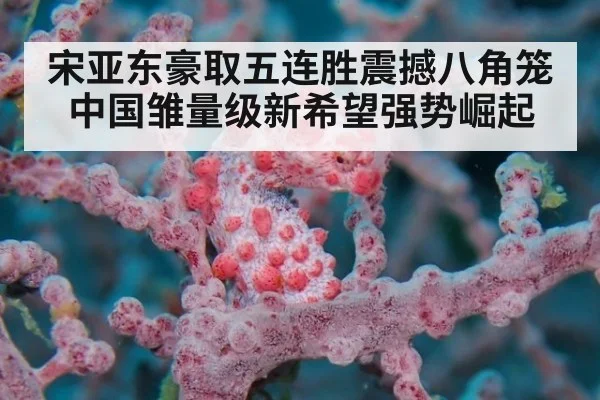 宋亚东豪取五连胜震撼八角笼 中国雏量级新希望强势崛起